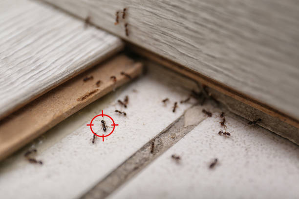 Best Wildlife Control Services  in Linn, MO