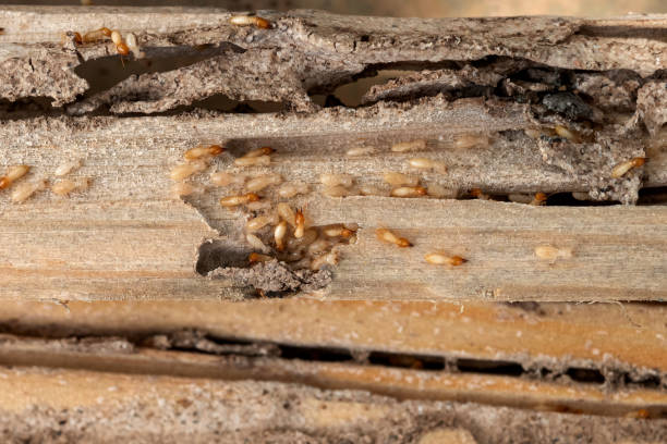 Pest Control Cost in Linn, MO